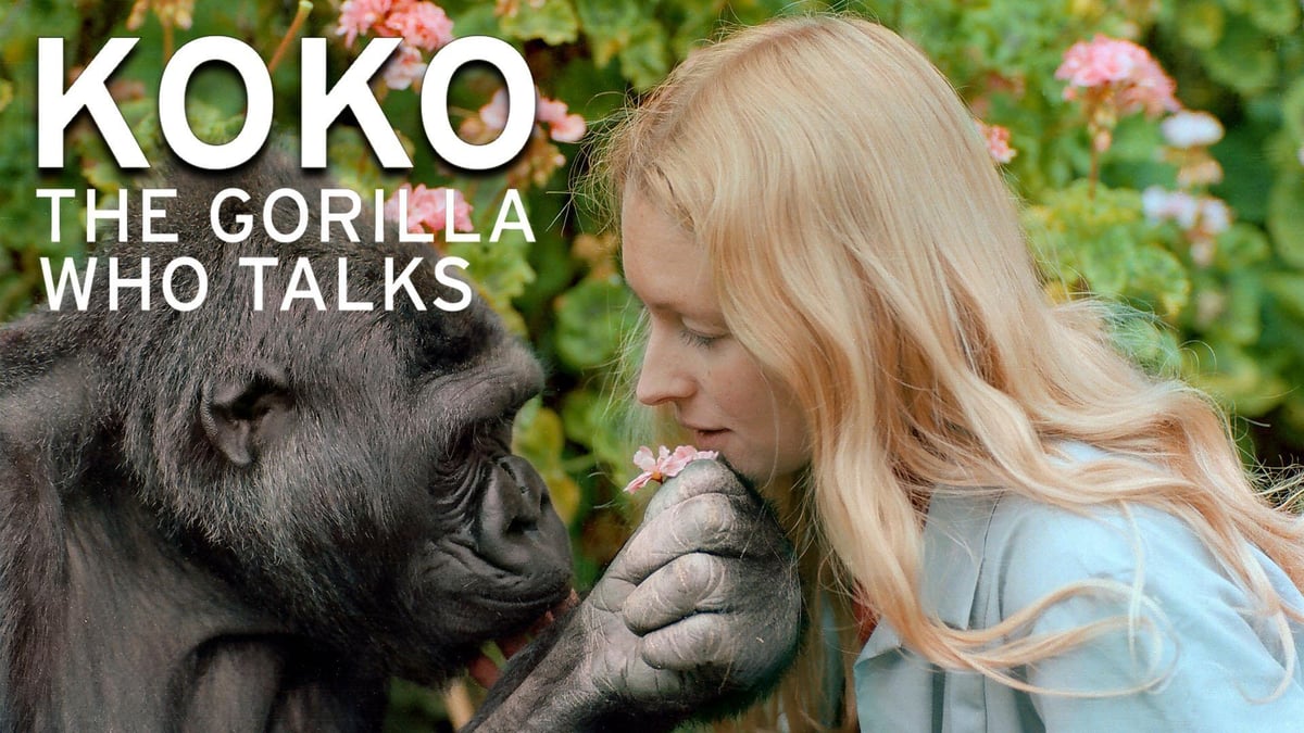Koko - The Gorilla Who Talks | BTPM PBS