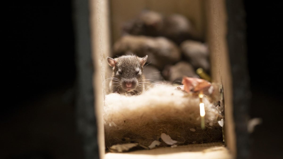 Rats Use Their Skills to Become the Ultimate Urban Animal | WQED