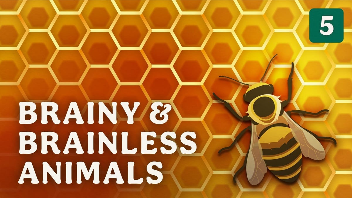 Brainy & Brainless Animals | WHYY
