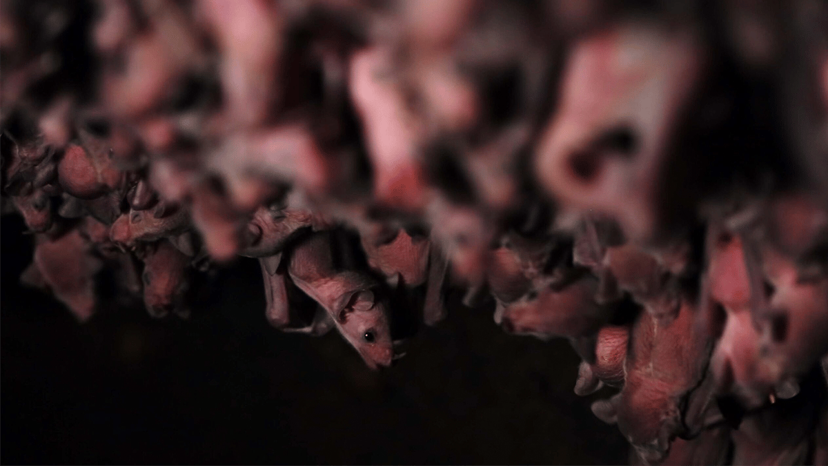 Bat Birth Caught On Camera for First Time | WHYY